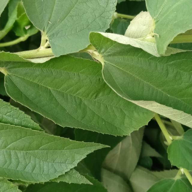 

Daun kersen segar 1 kg