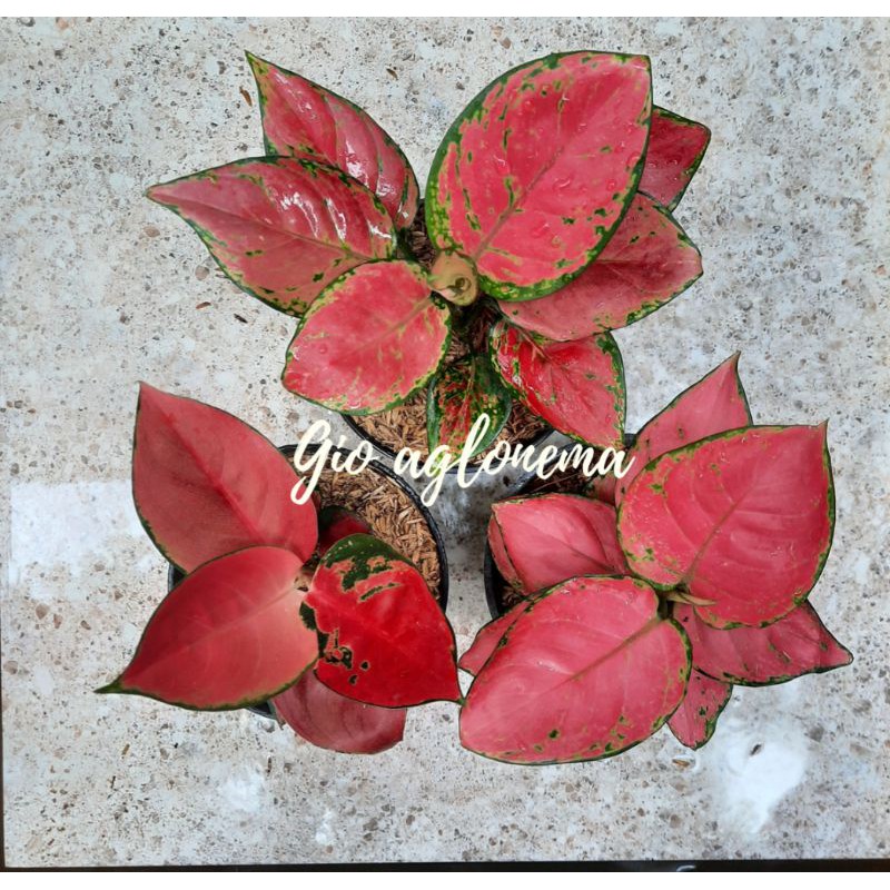 paket  promo 1 gio aglonema (3 pohon)