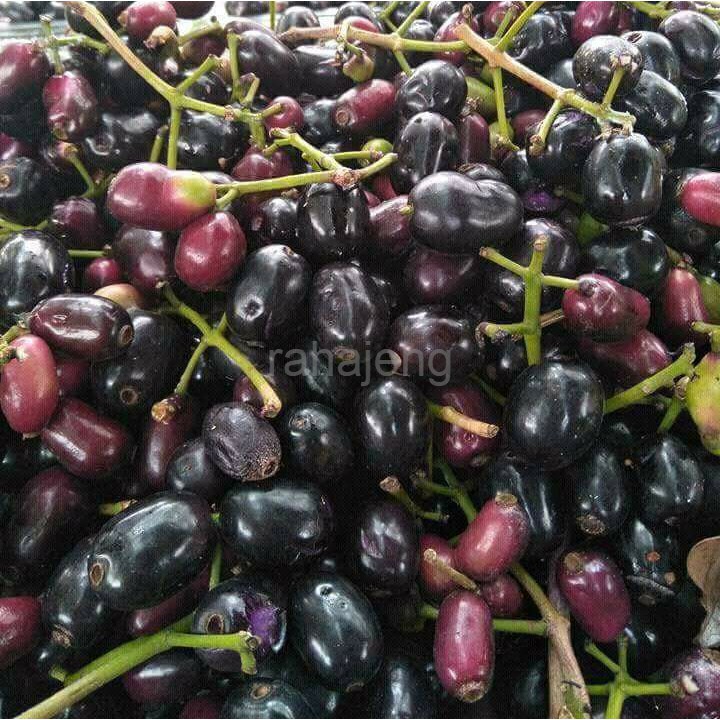 

BUAH JAMBLANG HANYA GOJEK