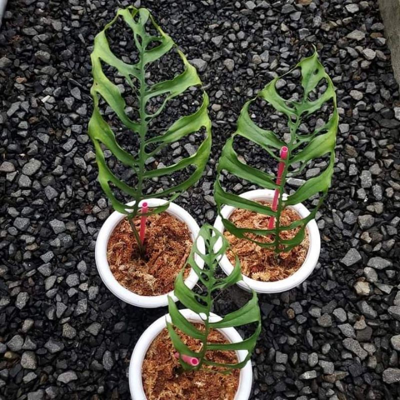 ((ASLI ))new promo bonggol monstera obliqua pure (beli 3 free 1 )