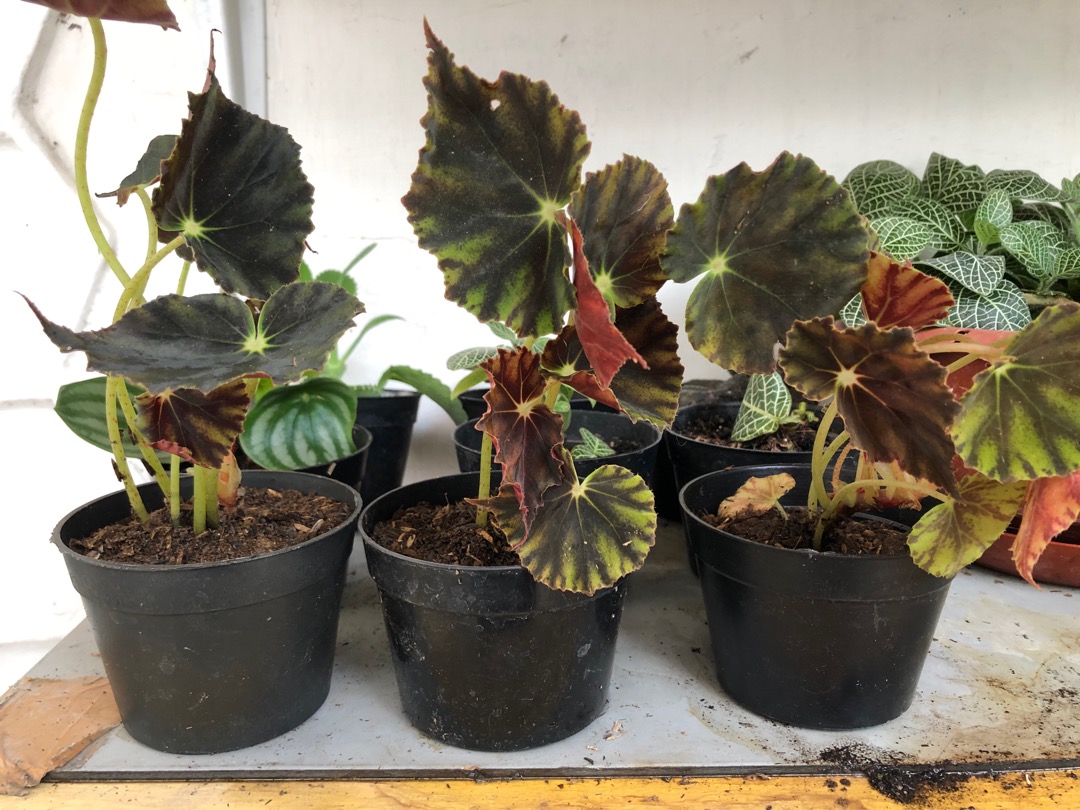 Begonia Tiger