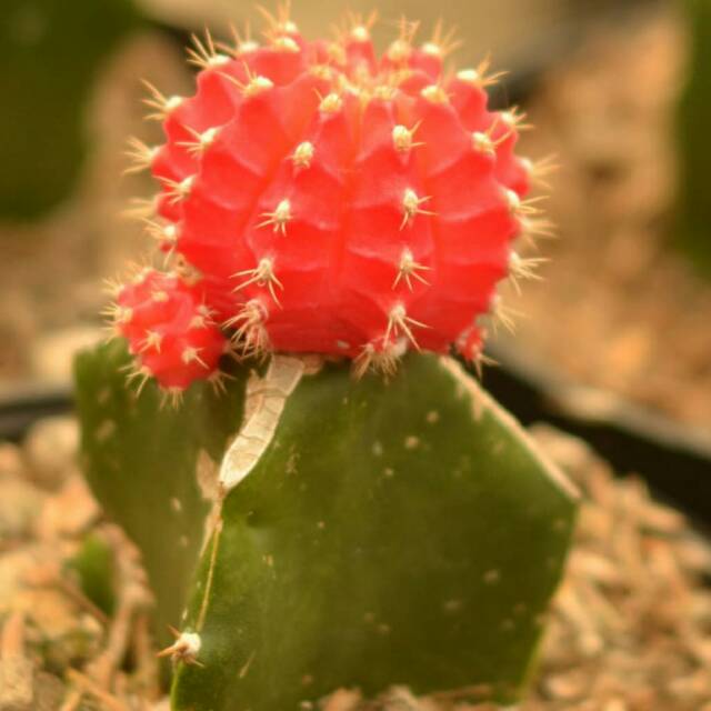 Kaktus gymno red