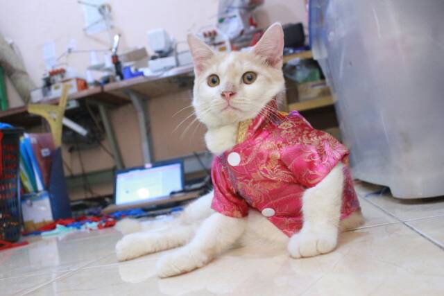 Kemeja chongsam lucu untuk kucing dan anjing imlek 2019 size S M L XL