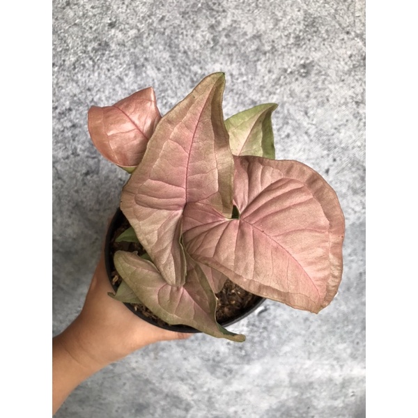 Syngonium pink robusta