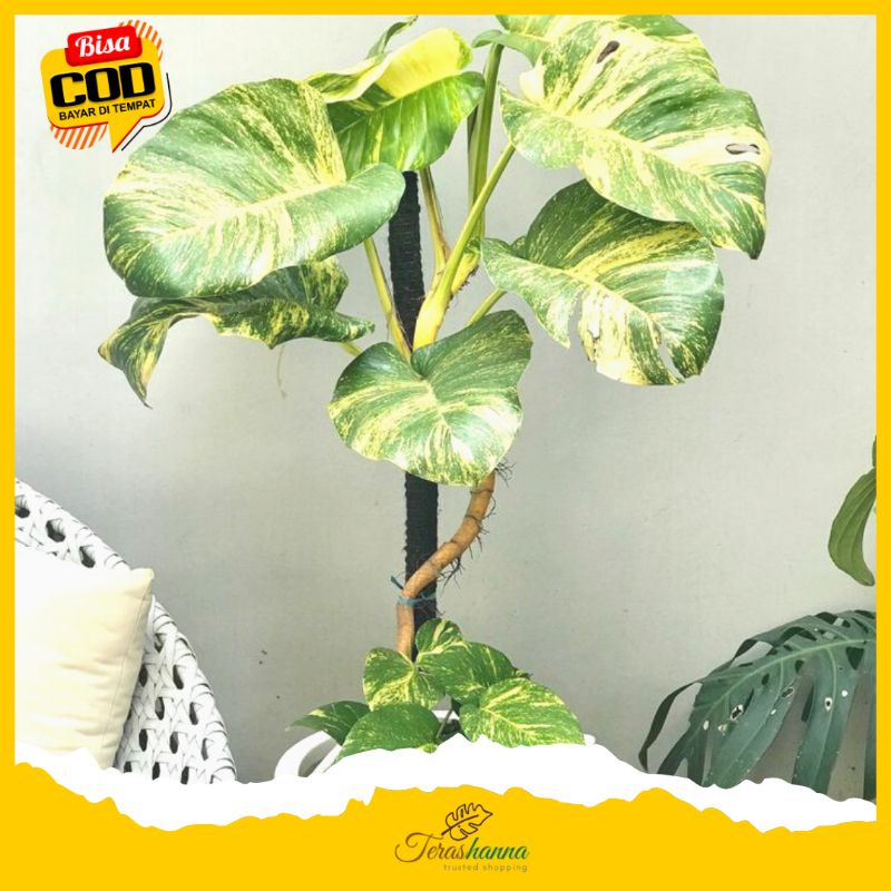 ❤MURAH..BIBIT SIRIH GADING JUMBO | KUNING HIJAU