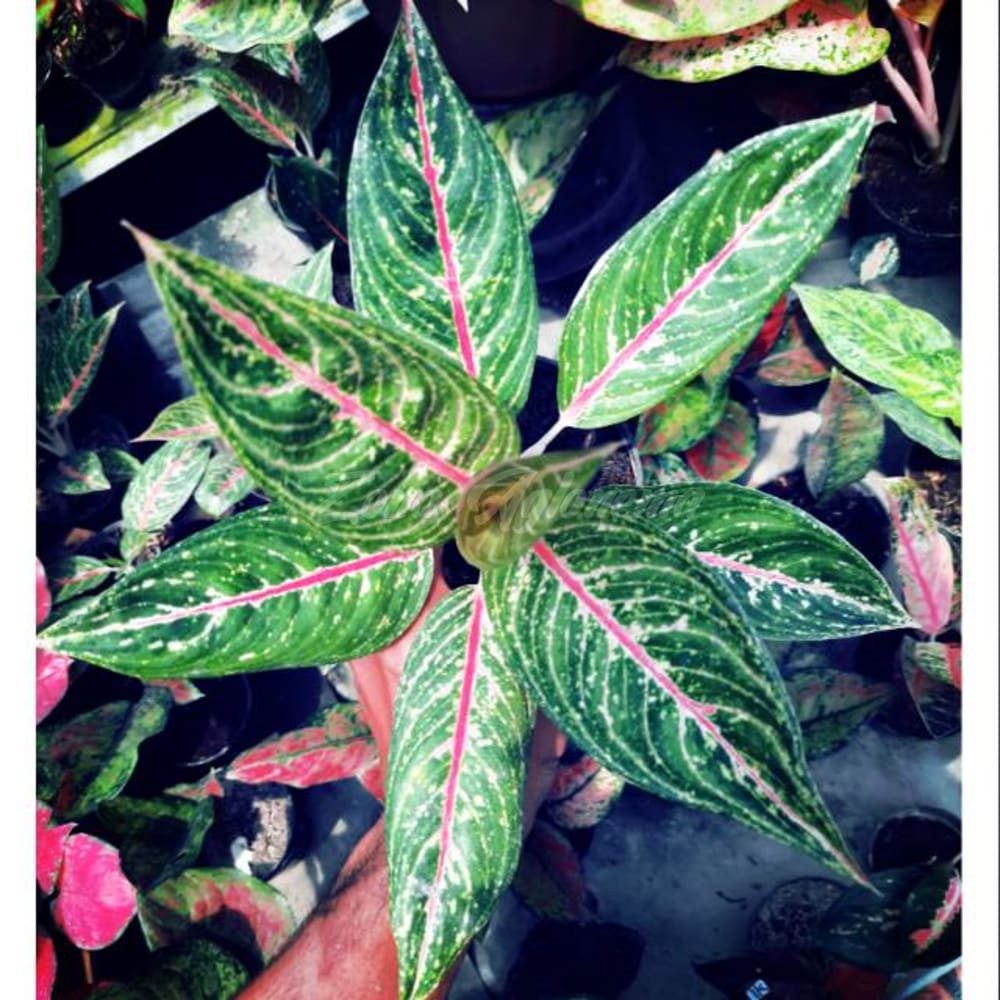COD TANAMAN AGLAONEMA LEGACY HIJAU