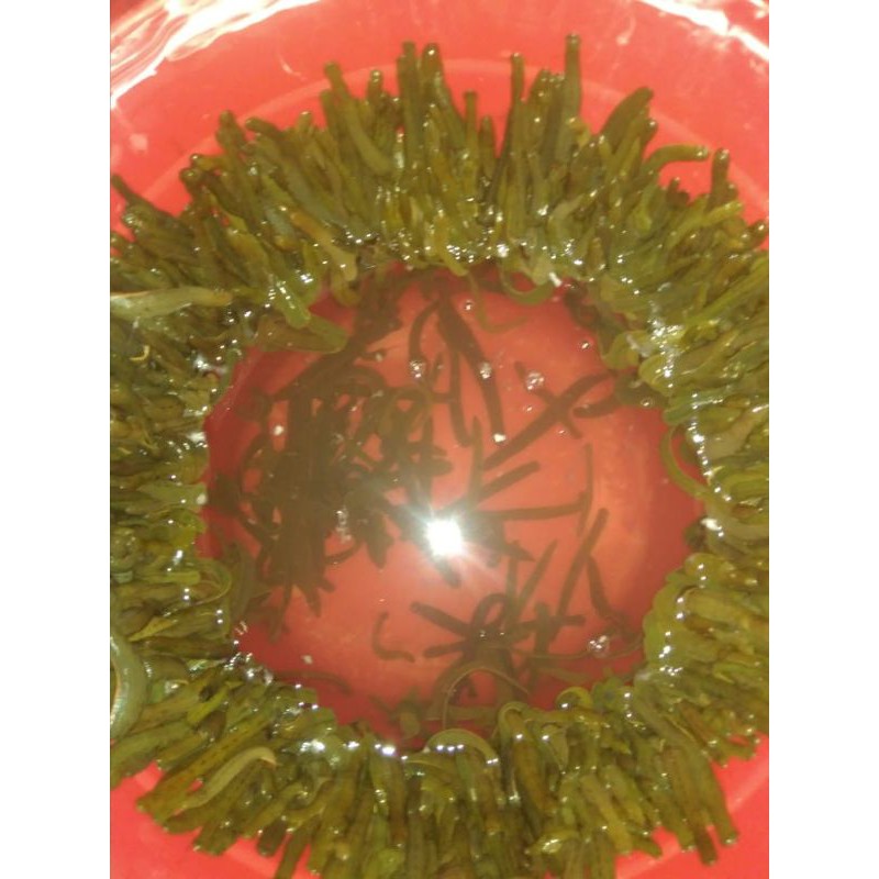 Lintah terapi atau lintah hidup steril ukuran sedang/tanggung