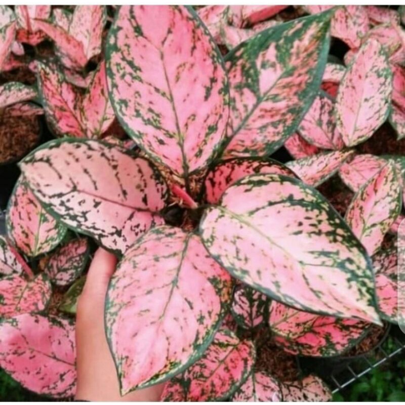 aglonema lady Valentine remaja - promo spesial aglonema Valentine