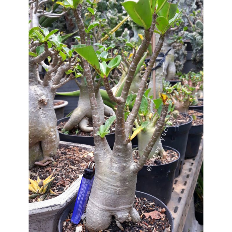 Adenium thaisoco hybrid