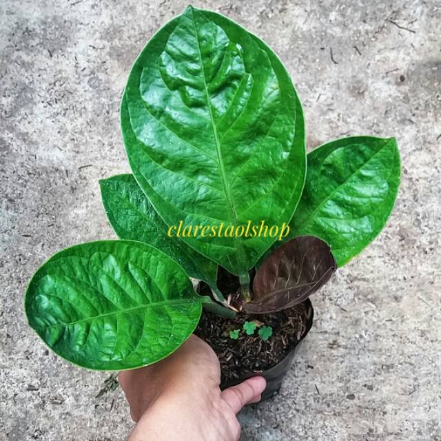 Anthurium jemani mangkok karakter curly remaja