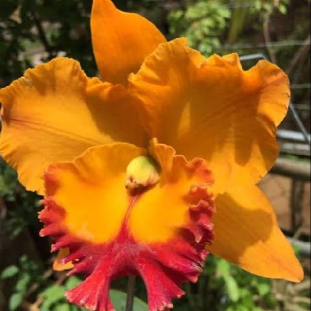 anggrek catty cattleya yen golden sensation dewasa
