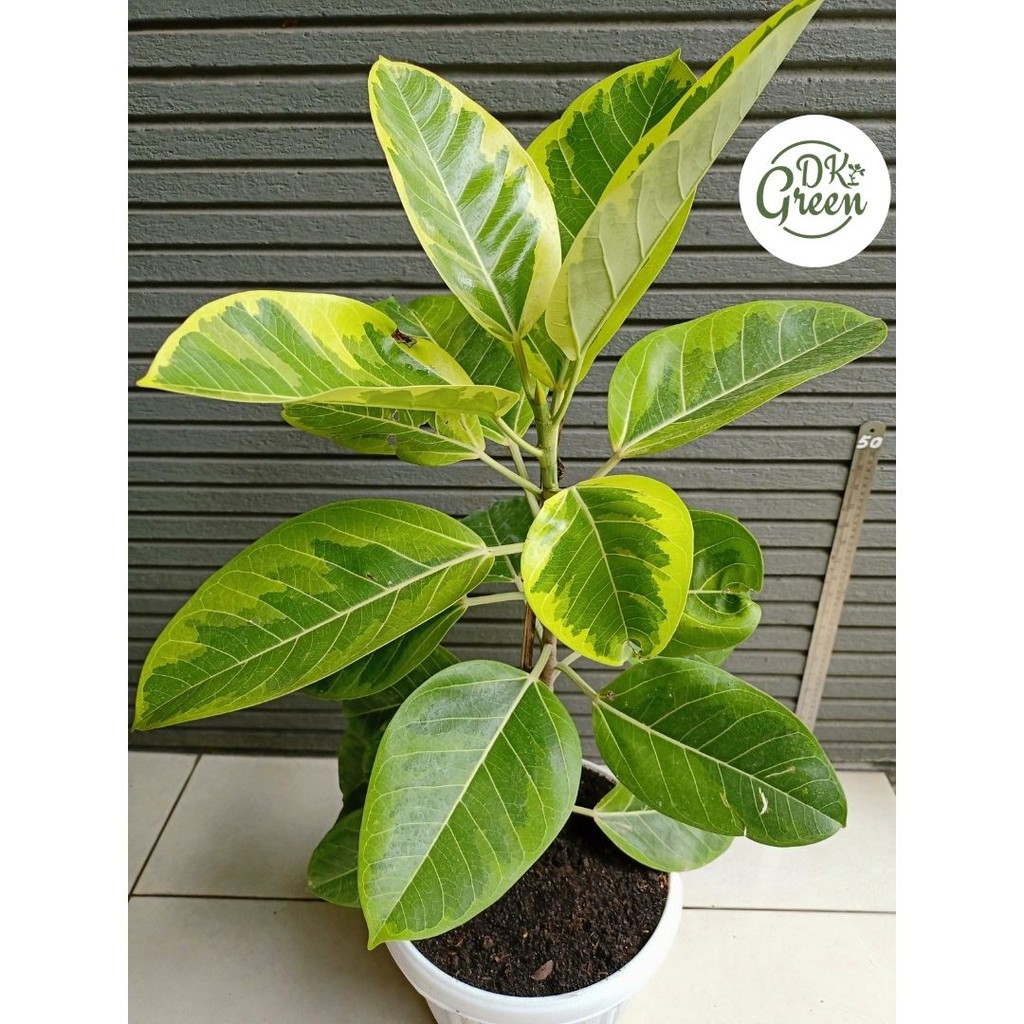 Tanaman Karet Kebo variegata tanpa pot