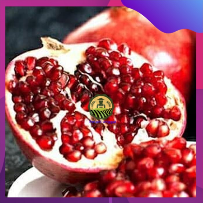 Bibit buah delima merah biji lunak red ruby pomegranate spanyol