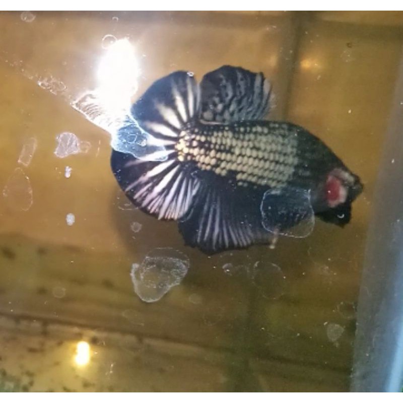 Avatar Cooper gold (bahanan)