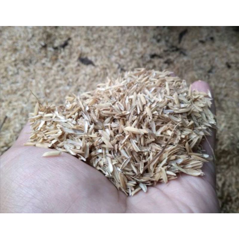 media sekam padi / media tanam sekam padi