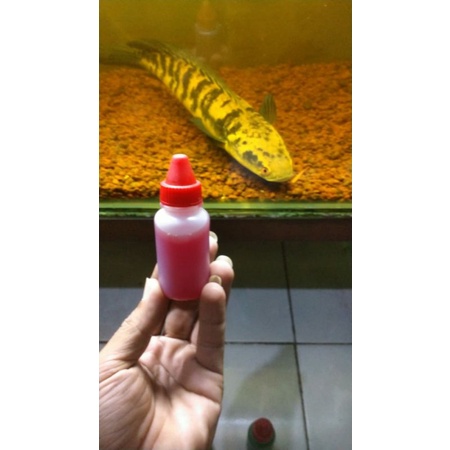 essen ikan mas seribu bunga