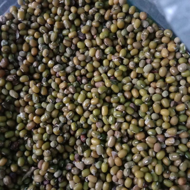 

kacang hijau murah
