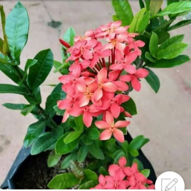 

Soka bunga merah