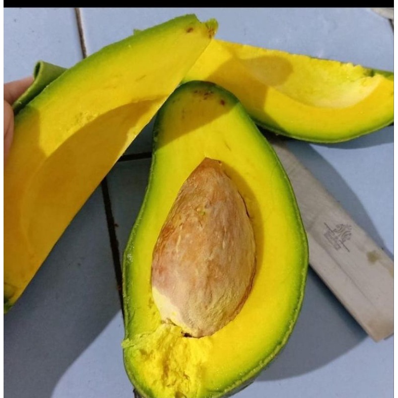 BIBIT ALIGATOR TANAMAN BUAH ALPUKAT MURAH ALPUKAT ALIGATOR OKULASI BIBIT UNGGUL TANAMAN KULTUR JARIN