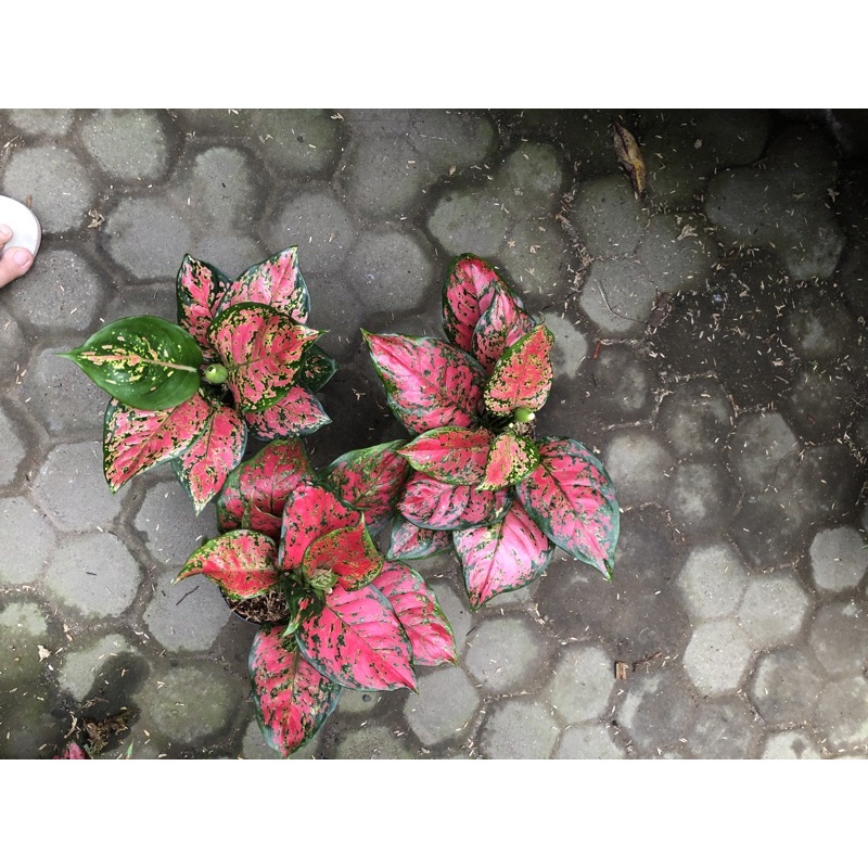 Paket dud Anjamani 4pot 100rb