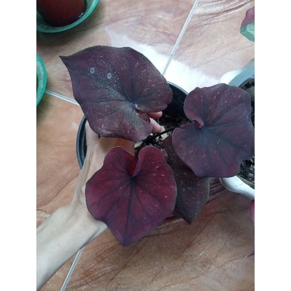 caladiumThailand_chocolatos