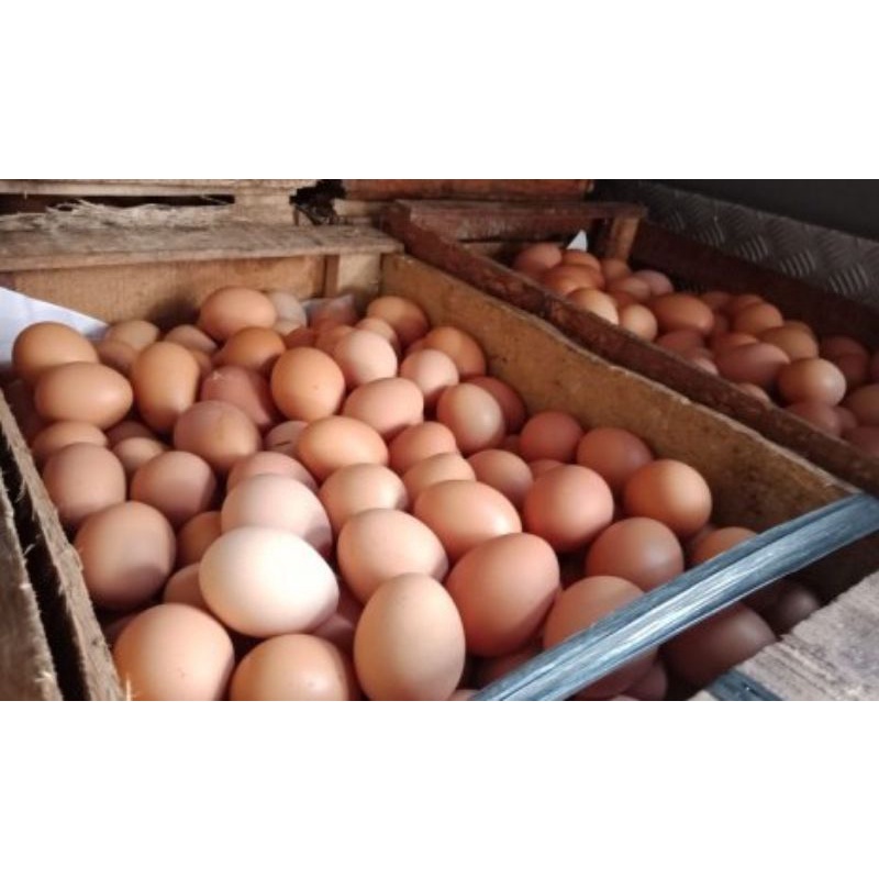 

Telur Curah 1kg (Bakulsayuronline)