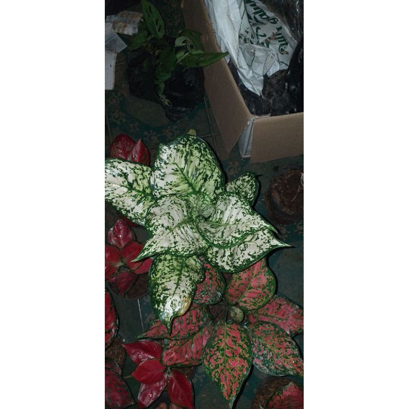 Tanaman aglonema dud white /aglonema dud white (dewasa)