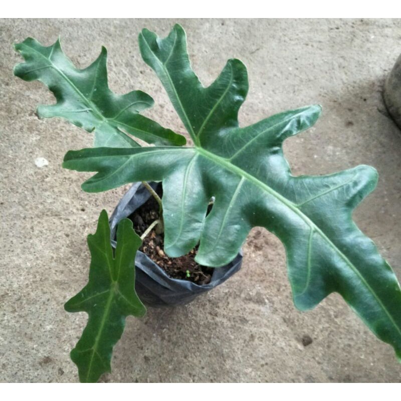 tanaman hias alocasia portei