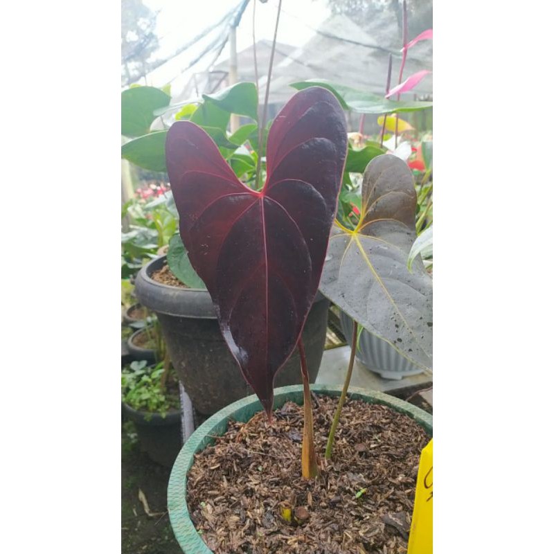 Anthurium modeanum