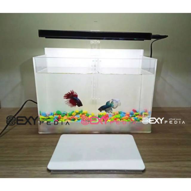 READY PROMOO Aquarium Mini akrilik, Aquarium sekat, Aquarium Cupang, Soliter cupang, Aquarium
