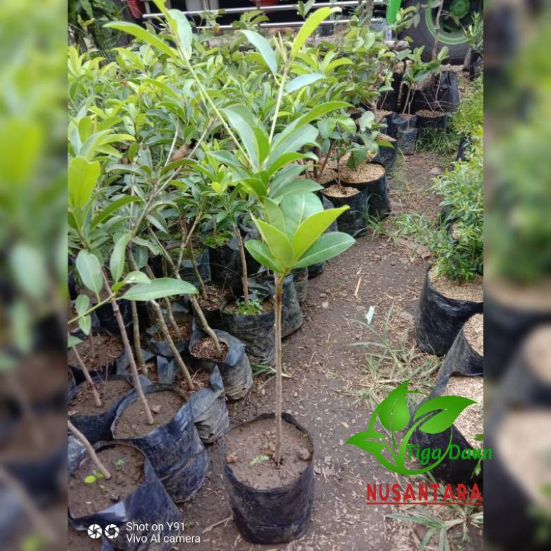 Bibit buah sawo mentimun