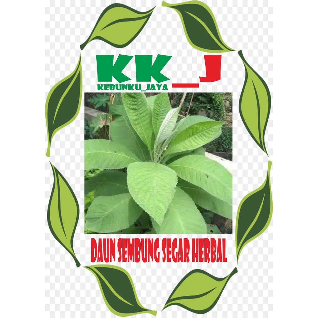 

DAUN SEMBUNG HERBAL ALAM 100 GRAM MURAH KEBUNKU_JAYA