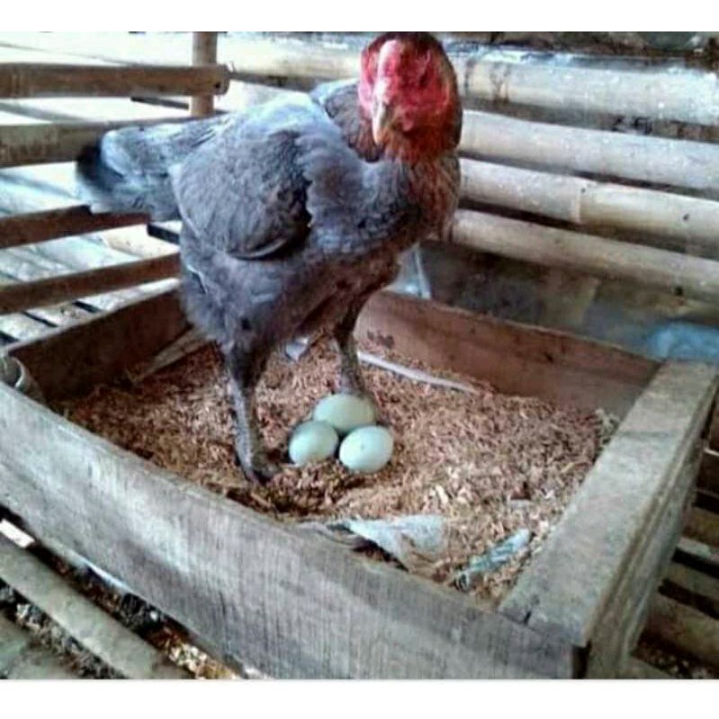 telur fertil ayam birma..untuk di tetaskan..