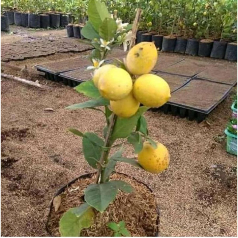 BIBIT BUAH LEMON JUMBO BERBUAH/TANAMAN BUAH LEMON BERBUAH