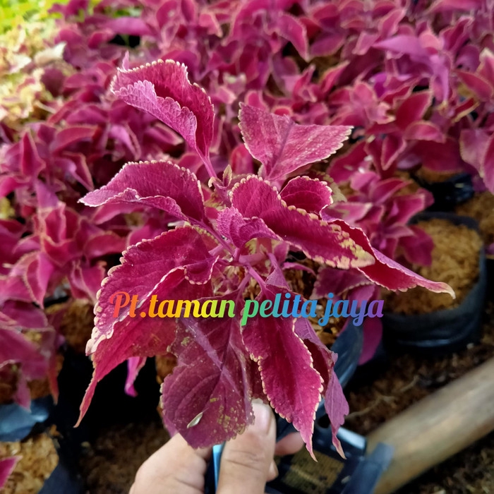 Tanaman hias miana merah / tanaman miana / tanaman hias miana / miana