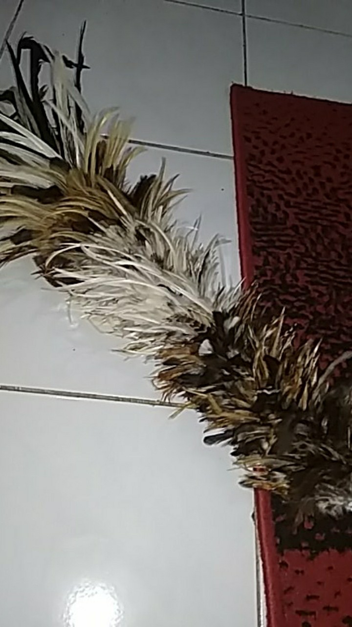 Sulak Bulu / Kemoceng Bulu Ayam