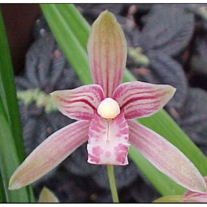 Anggrek Cymbidium Ensifolium