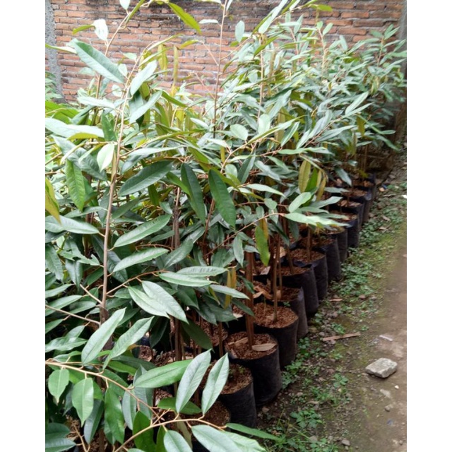 Bibit Durian Musangking Ukuran 1 meter
