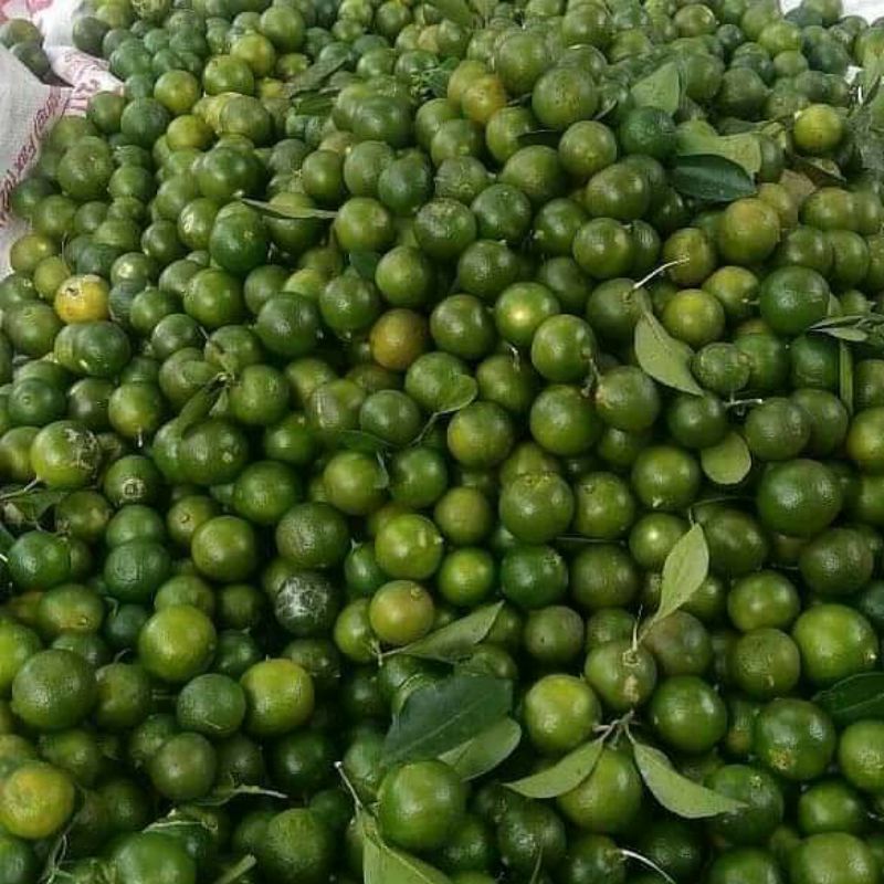 

Jeruk Kasturi 500gr/Jeruk Sonkit/Jeruk Kunci/Lemon Cui