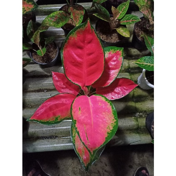 Aglaonema red majesty
