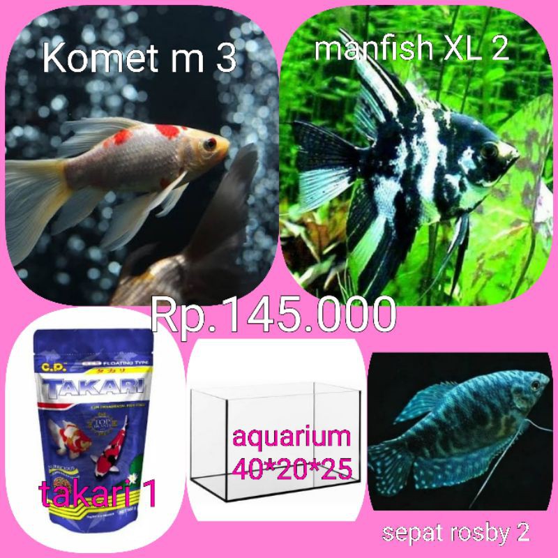 paket ikan hias plus aquarium (komet slayer 3, manfish jumbo 2, pelet 1, sepat rosby 2)