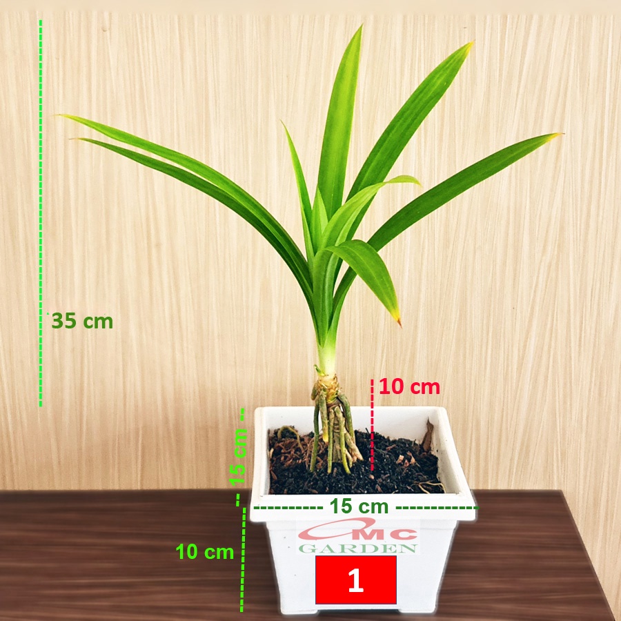 Bonsai Bonsae Pandan Wangi Pandanus Amaryllifolius Tanaman Hias 001