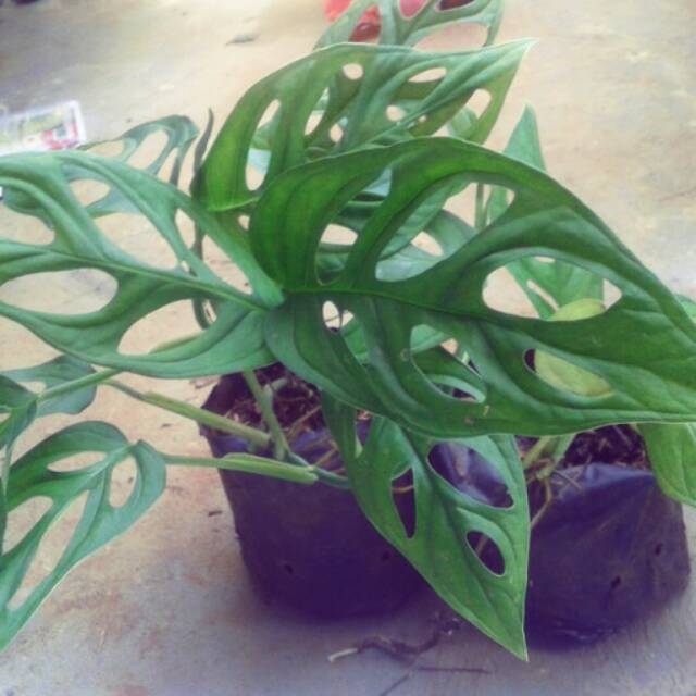 Pohon janda bolong
