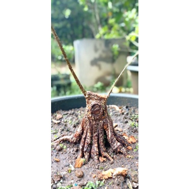 Bonsai kimeng mame prospek