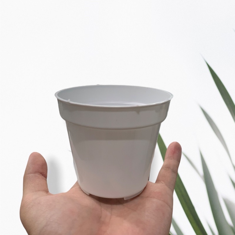 Pot putih 8 cm pot mini pot kaktus