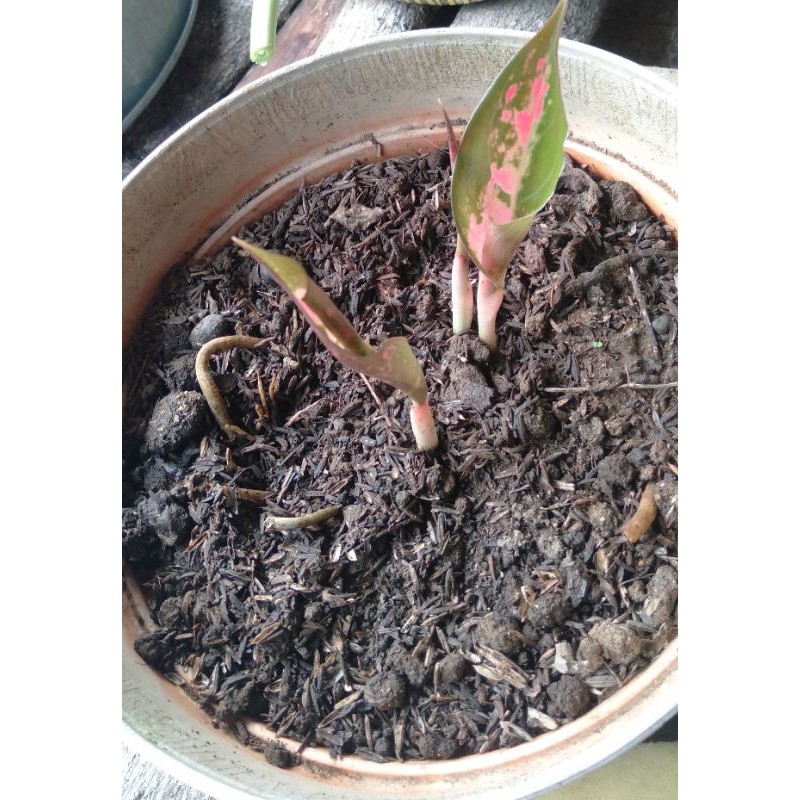 Anakan Aglonema Red Kochin