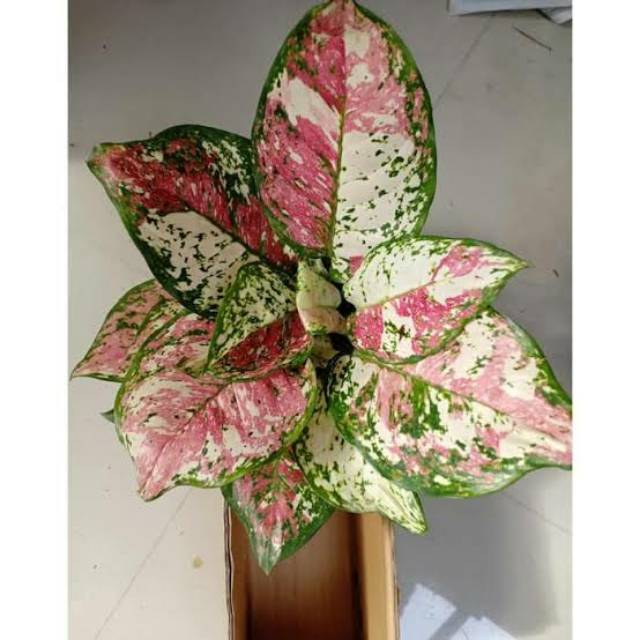 Tanaman hias aglonema tricolor - aglaonema tricolor