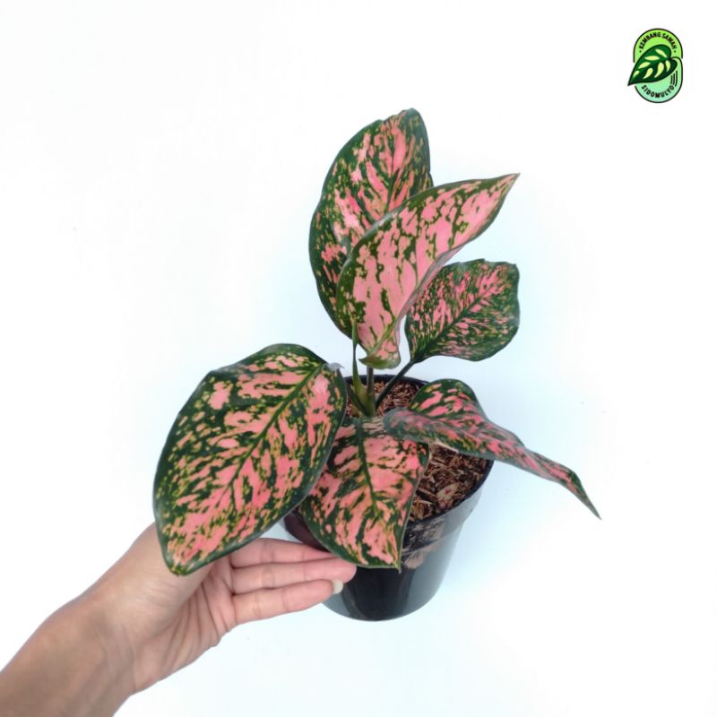 Aglonema Lady Valentine Ruby