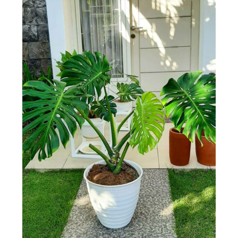 Monstera King daun besar 4 daun +