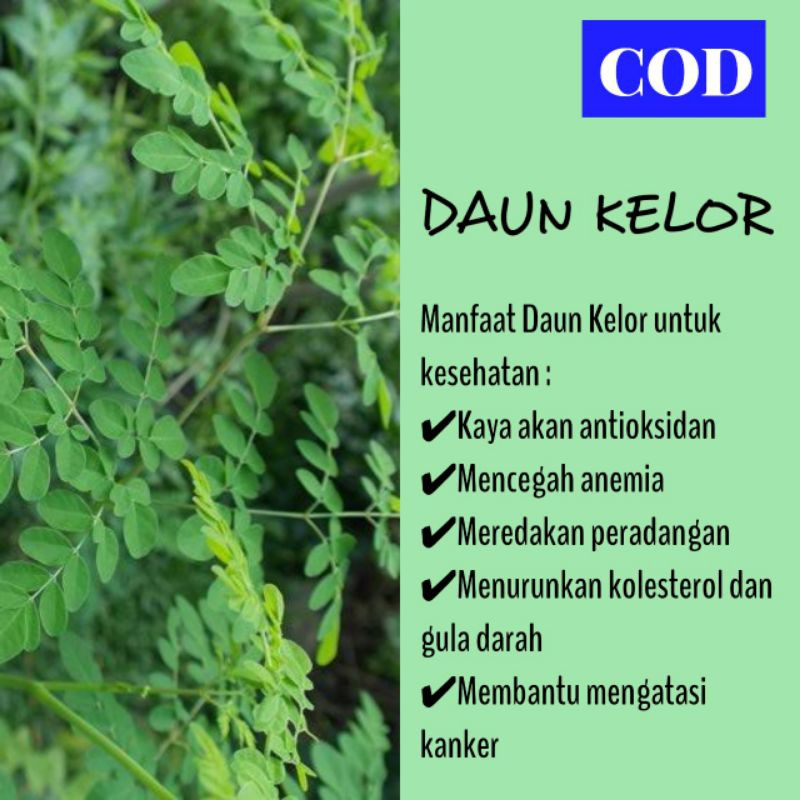 

Daun Kelor Ori 100 lembar